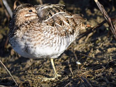 wilson's snipe BRD3651.JPG