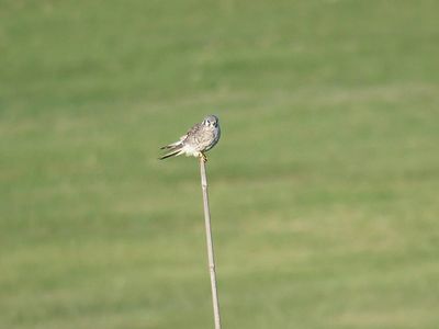 american kestrel BRD3719.JPG