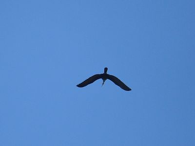 anhinga BRD3777.JPG