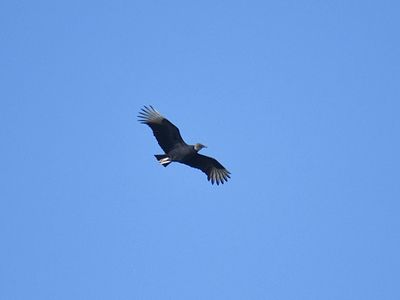 black vulture BRD3740.JPG
