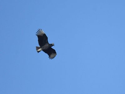 black vulture BRD3741.JPG