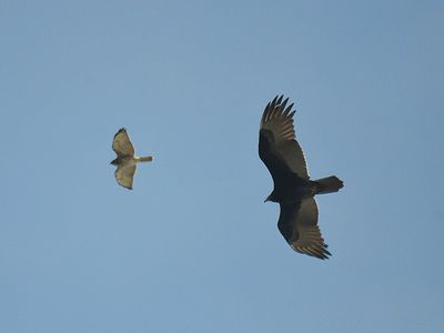 broad-winged hawk BRD3785A.JPG