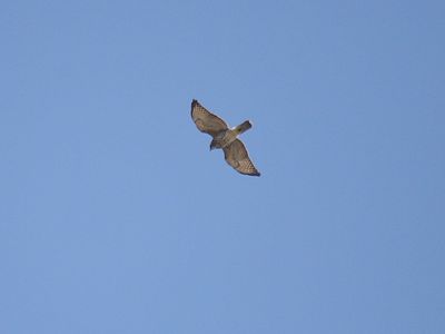 broad-winged hawk BRD3787.JPG