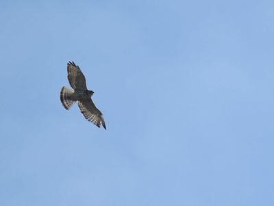broad-winged hawk BRD3806.JPG