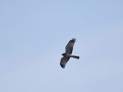 northern harrier BRD3820.JPG