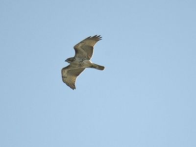 red-tailed hawk BRD3746.JPG
