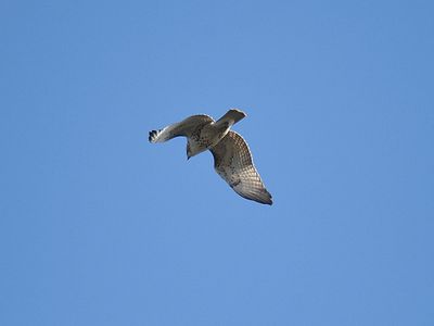 red-tailed hawk BRD3753.JPG