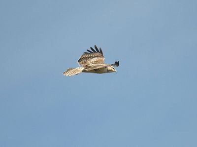 red-tailed hawk BRD3825.JPG