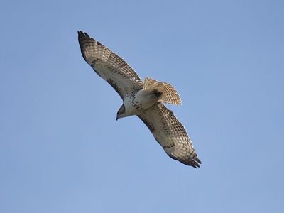 red-tailed hawk BRD3830.JPG