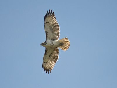 red-tailed hawk BRD3837.JPG
