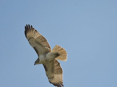 red-tailed hawk BRD3838.JPG
