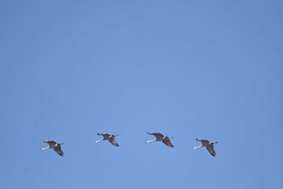 sandhill crane BRD3798.JPG