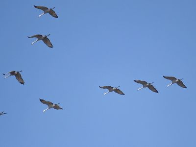 sandhill crane BRD3800.JPG