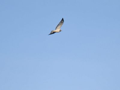 swainson's hawk BRD3725.JPG