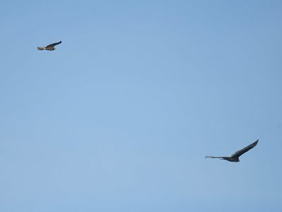 swainson's hawk BRD3730.JPG