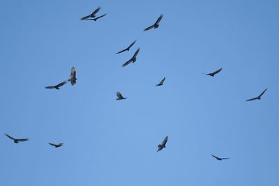 turkey vulture BRD3737.JPG