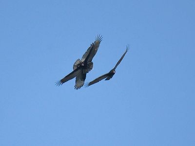 turkey vulture BRD3764.JPG