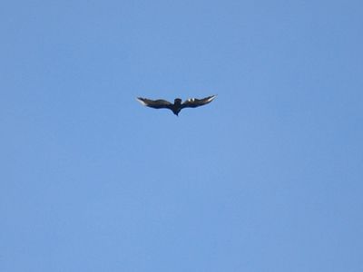 turkey vulture BRD3790.JPG