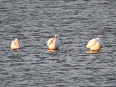 white pelican BRD3717.JPG