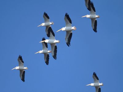 white pelican BRD3844.JPG