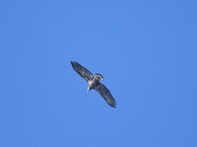 bald eagle BRD3884.JPG