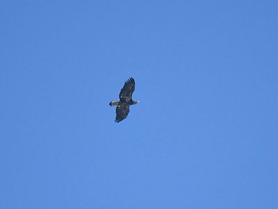 bald eagle BRD3889.JPG