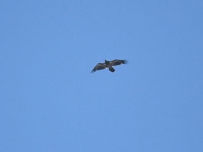 bald eagle BRD4022.JPG