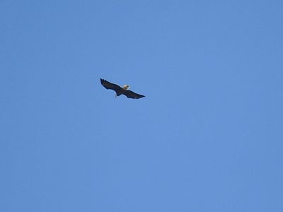 bald eagle BRD4025.JPG