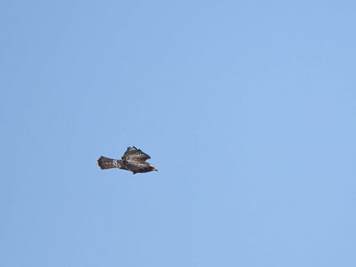 broad-winged hawk BRD3859.JPG