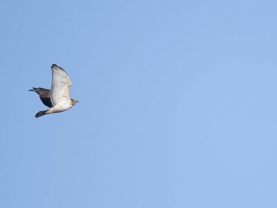 broad-winged hawk BRD3861.JPG