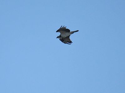 osprey BRD3878.JPG