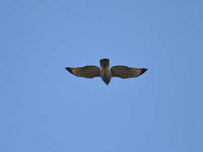 red-shouldered hawk BRD4033.JPG