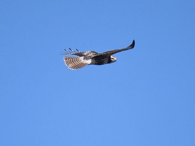 red-tailed hawk BRD3906.JPG