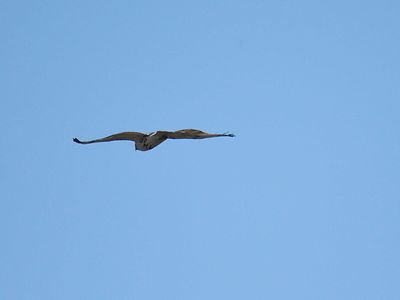 red-tailed hawk BRD3950.JPG
