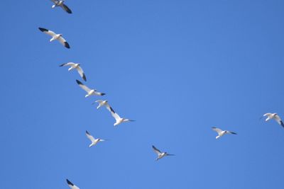 ross's goose BRD3964.JPG