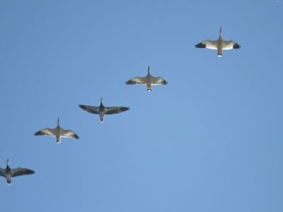 snow goose.JPG