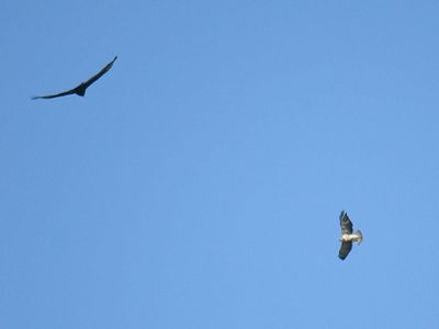 swainson's hawk BRD3911.JPG