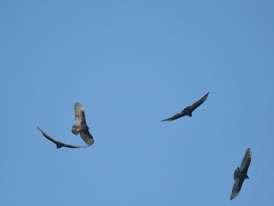 turkey vulture BRD3915.JPG