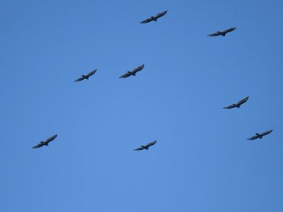 turkey vulture BRD3930.JPG