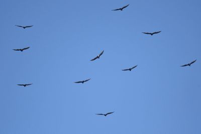 turkey vulture BRD3934.JPG