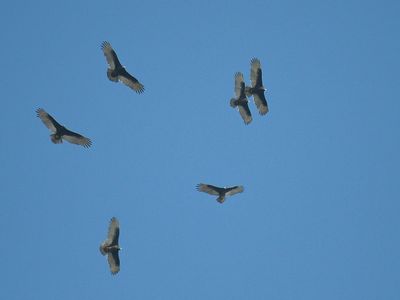turkey vulture BRD3939.JPG