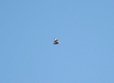 turkey vulture BRD3985.JPG