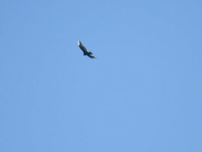 turkey vulture BRD3987.JPG