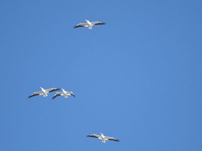 white pelican BRD3994.JPG