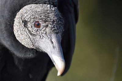black vulture BRD4052.JPG