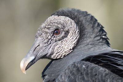 black vulture BRD4062.JPG