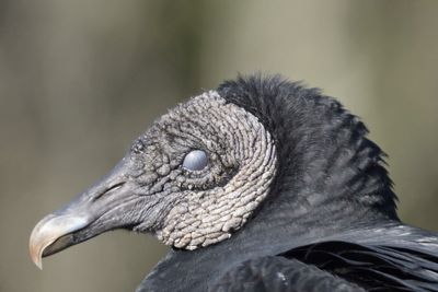 black vulture BRD4063.JPG