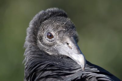 black vulture BRD4065.JPG