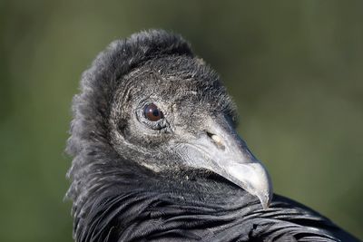 black vulture BRD4068.JPG
