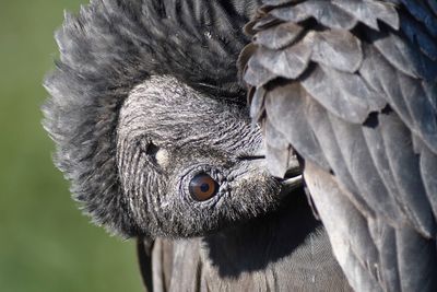 black vulture BRD4076.JPG